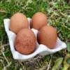 Partridge Welsummer Dozen - PRE SALE