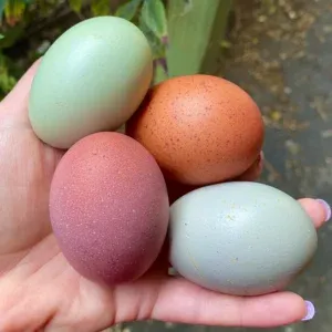 Best Rainbow Dozen - PRE SALE