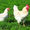 Amber White chicken Australia