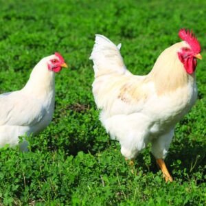 Amber White chicken Australia