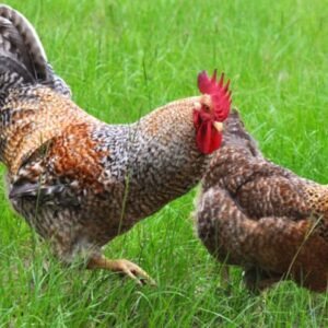 Buy Bielefelder Chickens Australia
