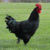 Black Australorp chicken