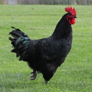 Black Australorp chicken