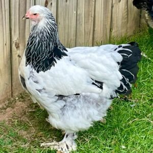 Brahma