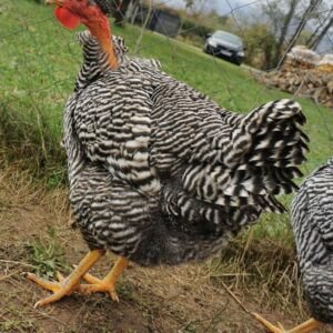 Naked Neck chickens Australia