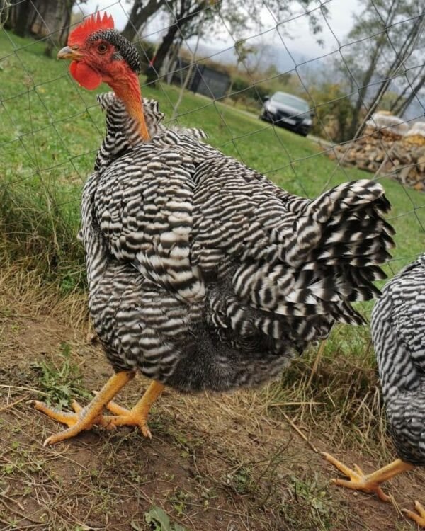 Naked Neck chickens Australia