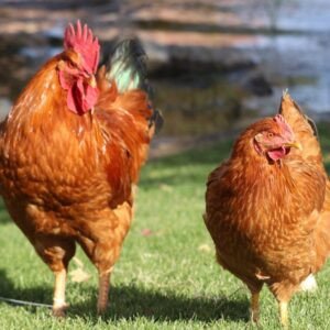New Hampshire Red chicken