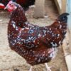 Backyard Chickens Australia