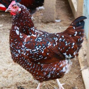Backyard Chickens Australia