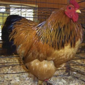 Buff Brahma Bantam chickens