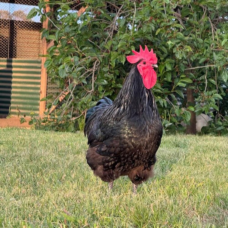 Australorp hens for sale