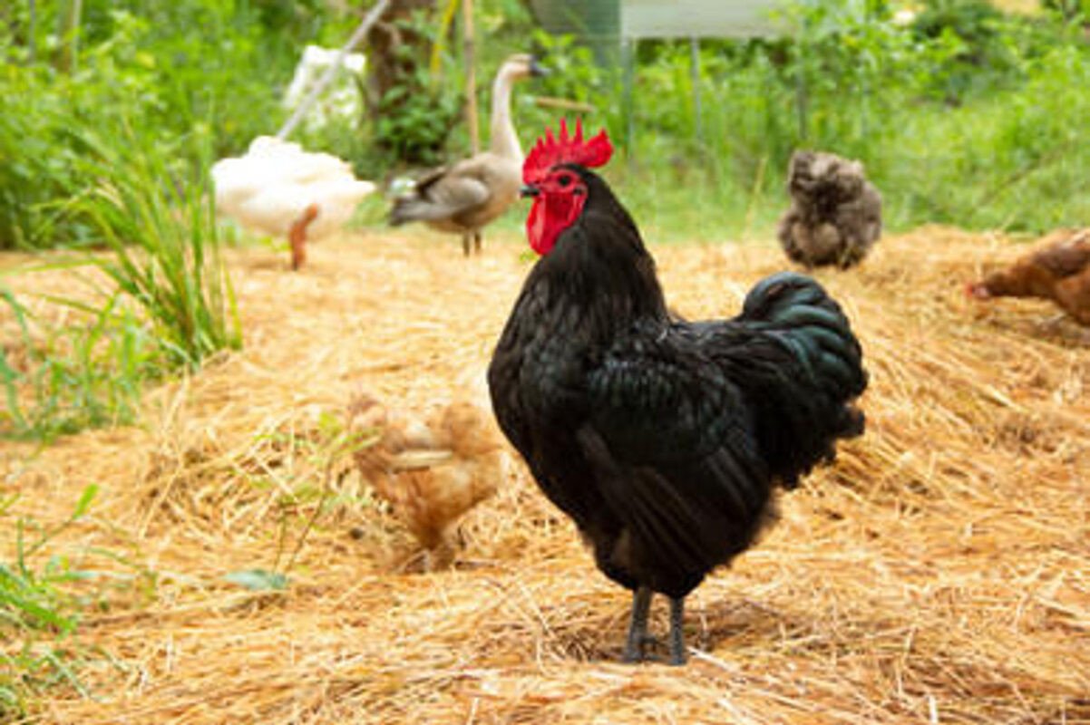 buy Black Australorp chicks Australia