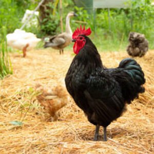 buy Black Australorp chicks Australia