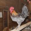 black copper maran hen​