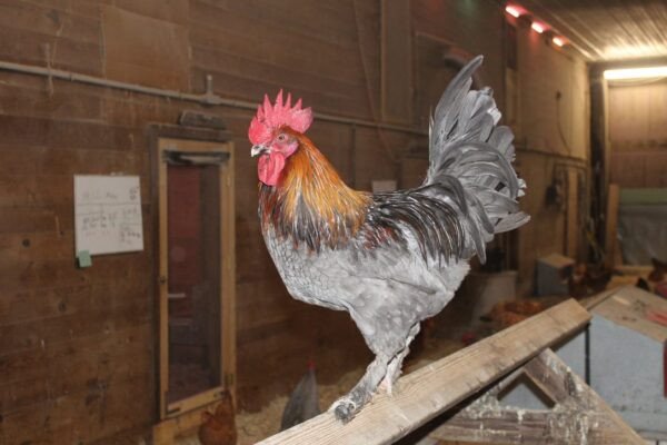 black copper maran hen​