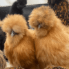 silkie chickens