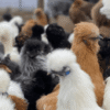 Silkie Bantams For sale In Australia
