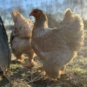 Brahma Hatching Eggs - Dispatching 12th August