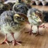Jumbo Quail Fertile Hatching Eggs - Available Now