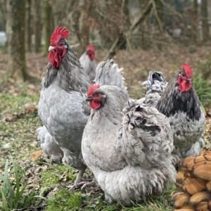 Orpington Hatching Eggs - Mixed Colours -