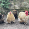 pekin bantams for sale in Australia