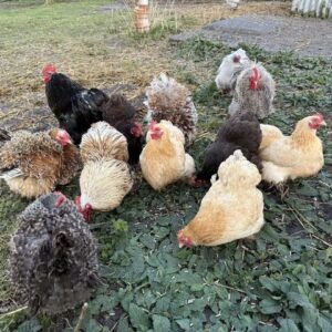 Pekin Chicken Hatching Eggs Mixed Colours -