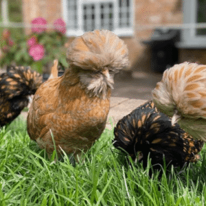 Poland aka Polish Chicken Hatching Eggs - Dispatching 12th August