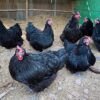australorp chicken
