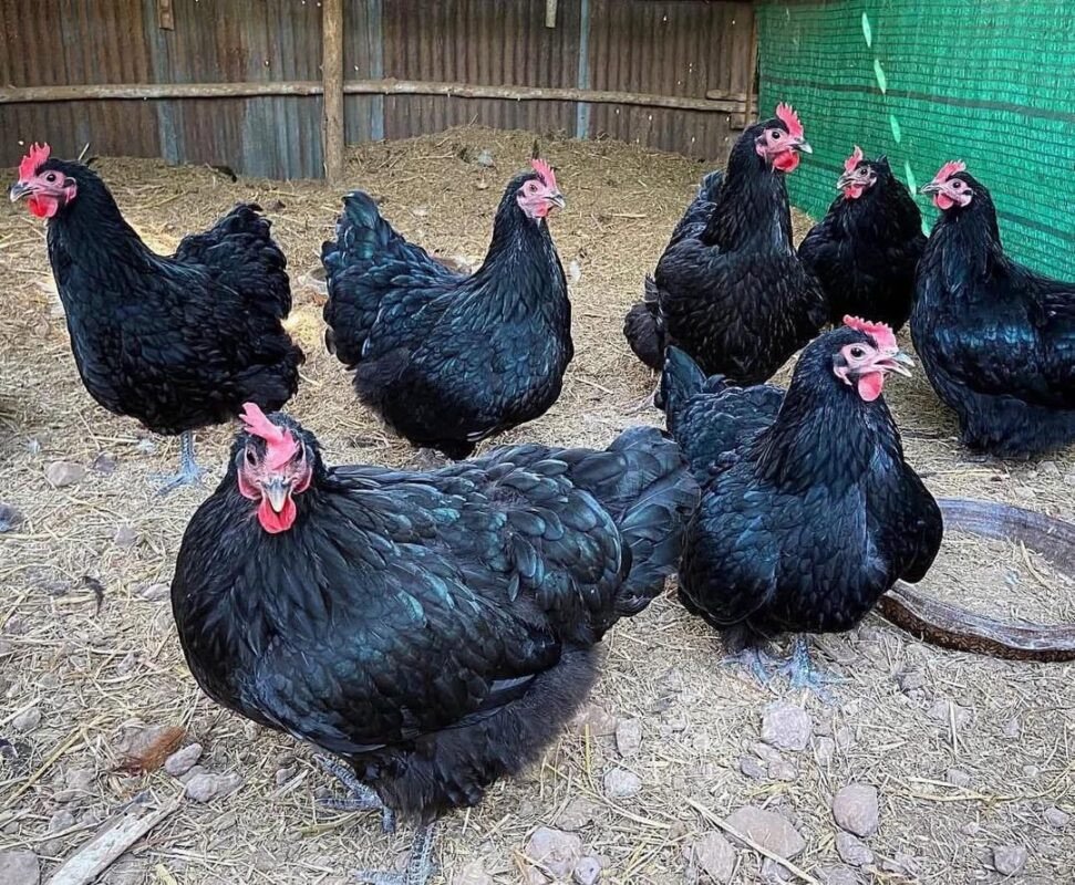 australorp chicken