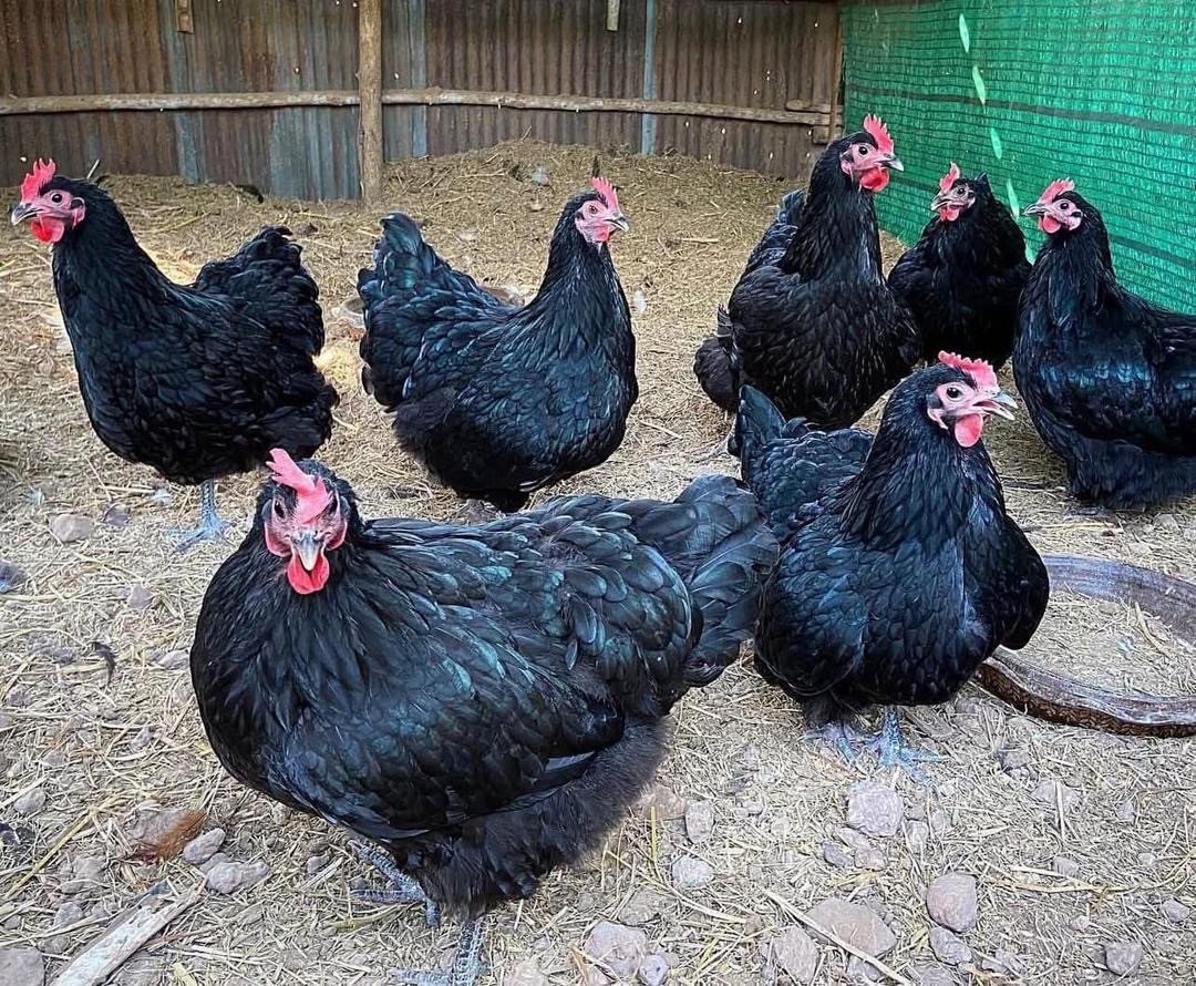 australorp chicken australorp chicken