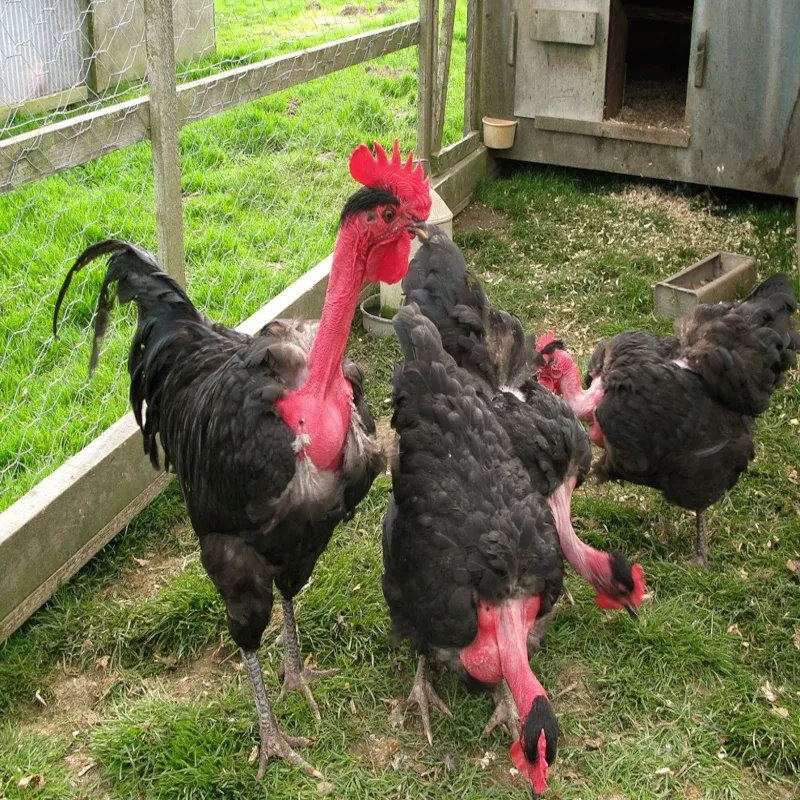 Turken_Naked_Neck (1)