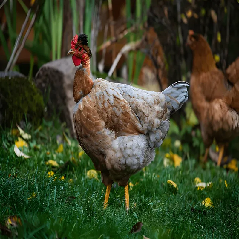 Naked Neck chicken Naked Neck chicken