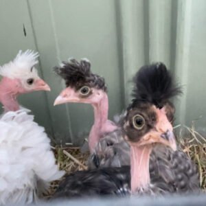 naked neck barred rock australia
