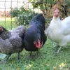 australorp chicks for sale