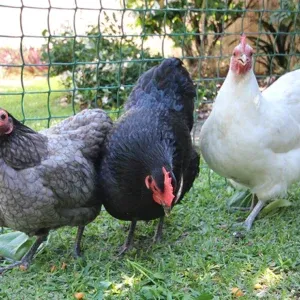 australorp chicks for sale
