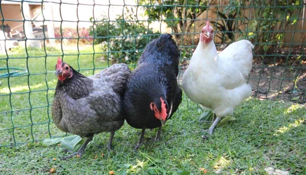 australorp chicks for sale