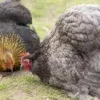 pekin hens for sale
