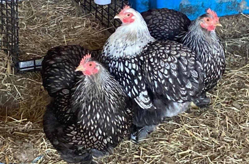 Pekin Bantams in Australia