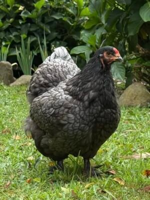 pekin bantam breeding australia