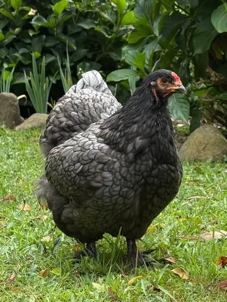 pekin bantam breeding australia