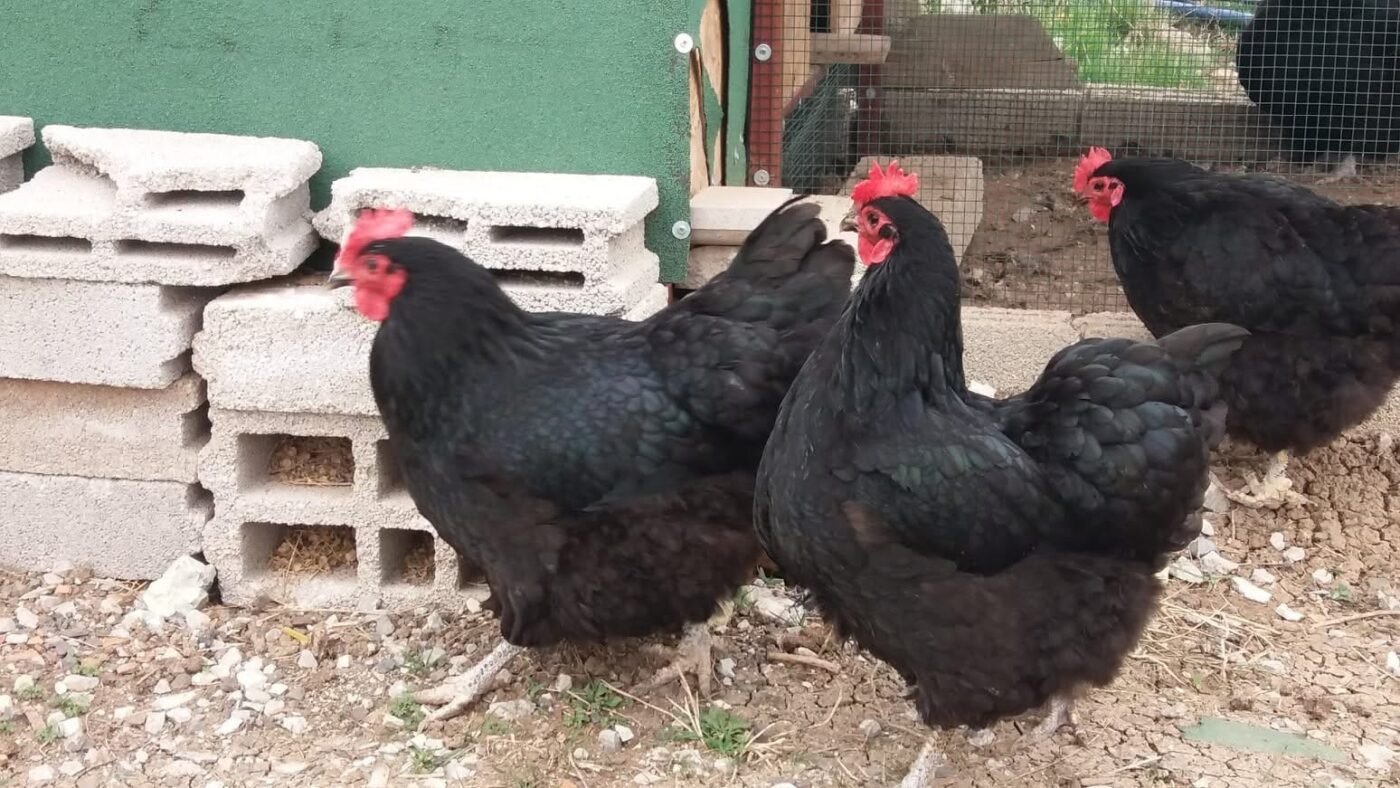 Heritage breed chickens Australia
