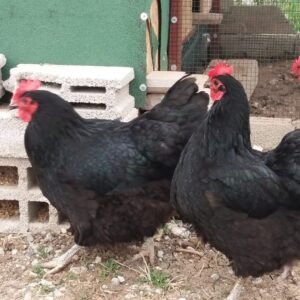 Heritage breed chickens Australia