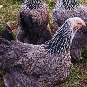 Brahma Chickens Australia for Sale