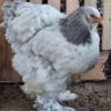 Brahma Chickens Australia
