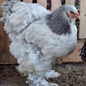 Brahma Chickens Australia