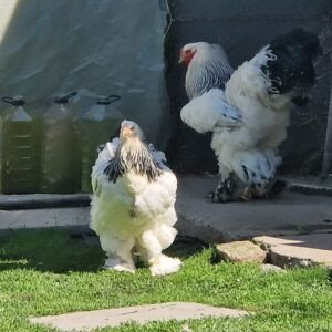 Buy Brahma Chickens Near Me