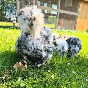 Silkie