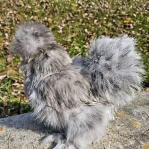 Silkie