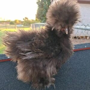 backyard chickens Australia