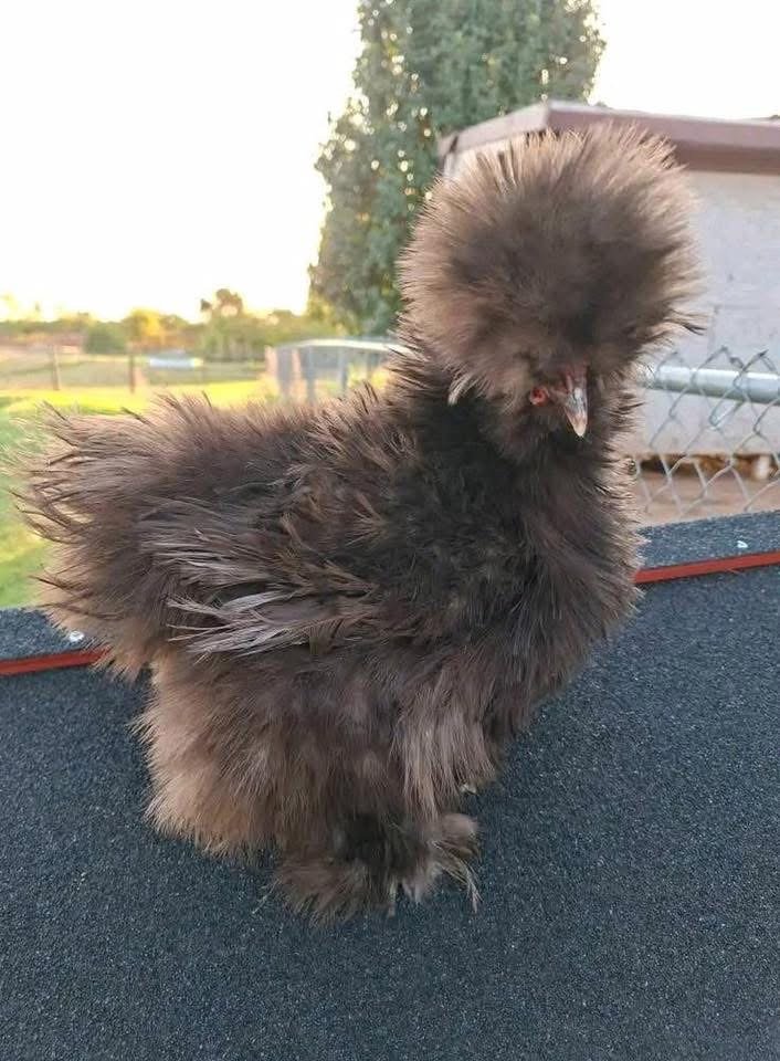 backyard chickens Australia backyard chickens Australia